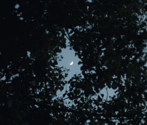 Preview wallpaper tree, leaves, sky, moon, twilight, dark