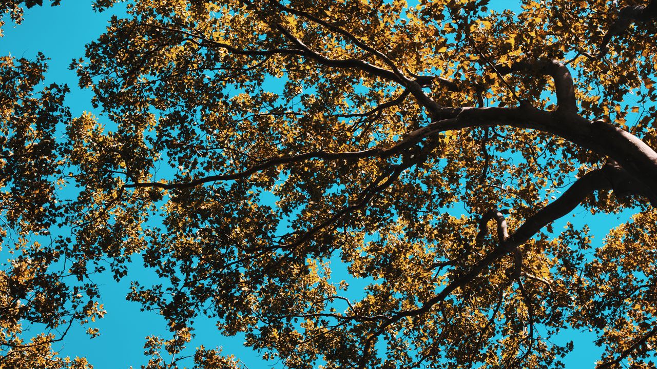 Wallpaper tree, leaves, sky, nature