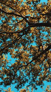 Preview wallpaper tree, leaves, sky, nature