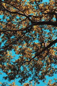 Preview wallpaper tree, leaves, sky, nature