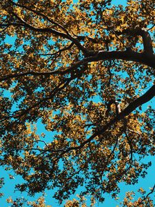 Preview wallpaper tree, leaves, sky, nature