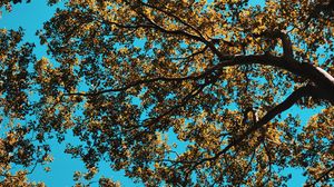 Preview wallpaper tree, leaves, sky, nature
