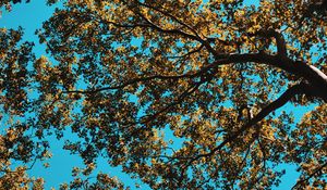 Preview wallpaper tree, leaves, sky, nature