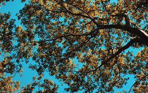 Preview wallpaper tree, leaves, sky, nature