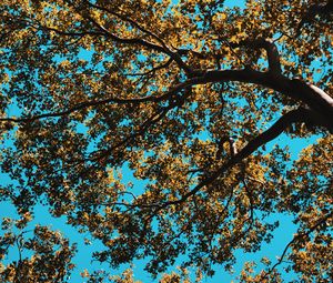 Preview wallpaper tree, leaves, sky, nature