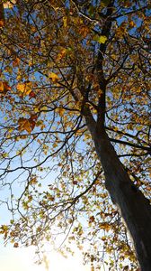 Preview wallpaper tree, leaves, sky, autumn