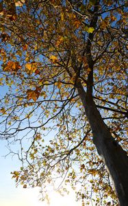 Preview wallpaper tree, leaves, sky, autumn