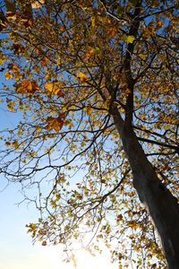 Preview wallpaper tree, leaves, sky, autumn