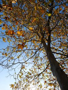Preview wallpaper tree, leaves, sky, autumn
