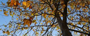 Preview wallpaper tree, leaves, sky, autumn