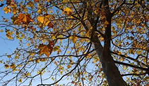 Preview wallpaper tree, leaves, sky, autumn