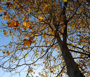 Preview wallpaper tree, leaves, sky, autumn
