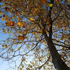 Preview wallpaper tree, leaves, sky, autumn