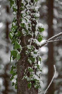 Preview wallpaper tree, leaves, snow, plant, green