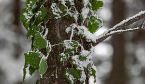 Preview wallpaper tree, leaves, snow, plant, green