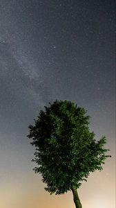 Preview wallpaper tree, leaves, stars, night, sky