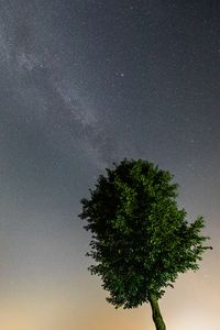 Preview wallpaper tree, leaves, stars, night, sky