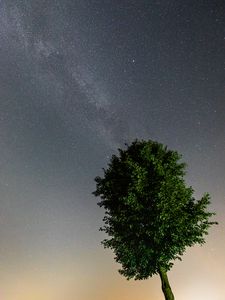 Preview wallpaper tree, leaves, stars, night, sky