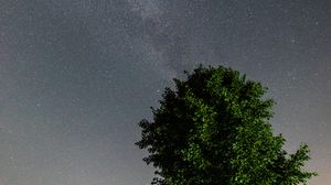Preview wallpaper tree, leaves, stars, night, sky