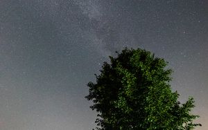 Preview wallpaper tree, leaves, stars, night, sky