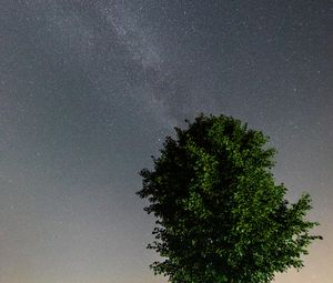 Preview wallpaper tree, leaves, stars, night, sky