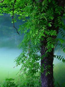 Tree old mobile, cell phone, smartphone wallpapers hd, desktop backgrounds  240x320, images and pictures