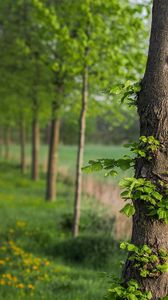 Preview wallpaper tree, leaves, summer, track, park