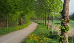 Preview wallpaper tree, leaves, summer, track, park