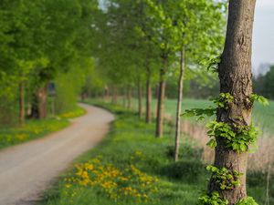 Preview wallpaper tree, leaves, summer, track, park