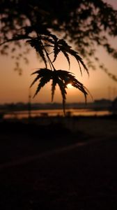 Preview wallpaper tree, leaves, sun, sunset, dark