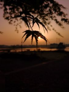Preview wallpaper tree, leaves, sun, sunset, dark