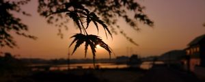 Preview wallpaper tree, leaves, sun, sunset, dark