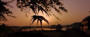 Preview wallpaper tree, leaves, sun, sunset, dark