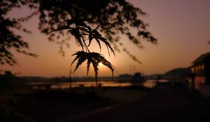 Preview wallpaper tree, leaves, sun, sunset, dark