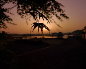 Preview wallpaper tree, leaves, sun, sunset, dark