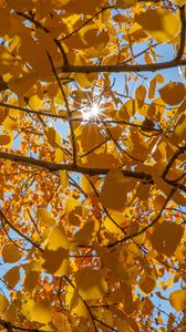 Preview wallpaper tree, leaves, sun, rays, autumn, yellow