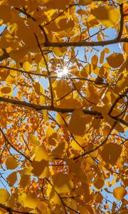 Preview wallpaper tree, leaves, sun, rays, autumn, yellow