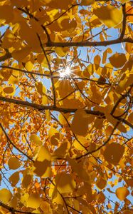 Preview wallpaper tree, leaves, sun, rays, autumn, yellow