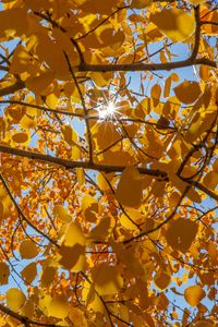 Preview wallpaper tree, leaves, sun, rays, autumn, yellow