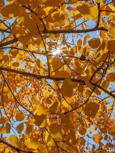 Preview wallpaper tree, leaves, sun, rays, autumn, yellow