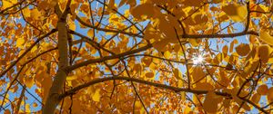 Preview wallpaper tree, leaves, sun, rays, autumn, yellow