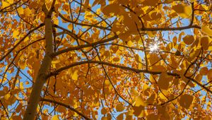 Preview wallpaper tree, leaves, sun, rays, autumn, yellow