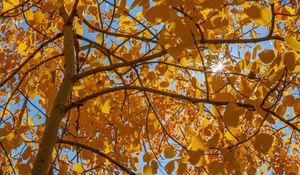 Preview wallpaper tree, leaves, sun, rays, autumn, yellow