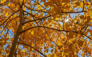 Preview wallpaper tree, leaves, sun, rays, autumn, yellow
