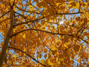 Preview wallpaper tree, leaves, sun, rays, autumn, yellow