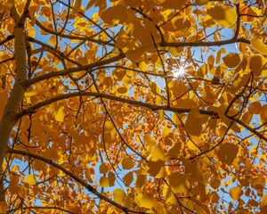 Preview wallpaper tree, leaves, sun, rays, autumn, yellow