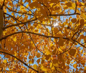 Preview wallpaper tree, leaves, sun, rays, autumn, yellow
