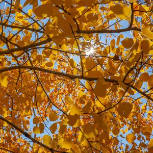 Preview wallpaper tree, leaves, sun, rays, autumn, yellow