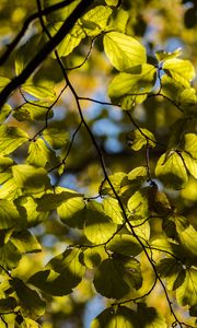 Preview wallpaper tree, leaves, twig, macro