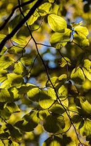 Preview wallpaper tree, leaves, twig, macro